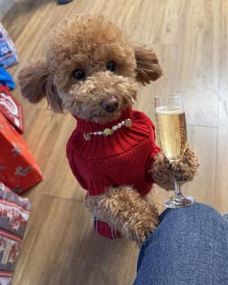 Cucciolo di barboncino Nano