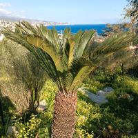 cycas revoluta 