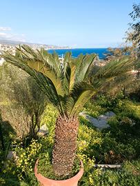 cycas revoluta 