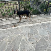 Segugio a pelo forte anno 7