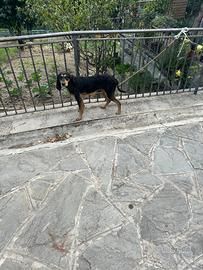 Segugio a pelo forte anno 7