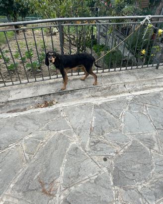 Segugio a pelo forte anno 7