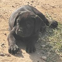 Cuccioli di cane corso