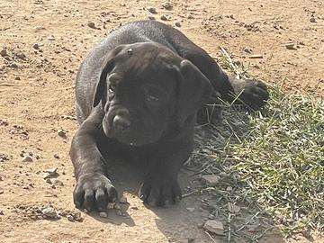 Cuccioli di cane corso