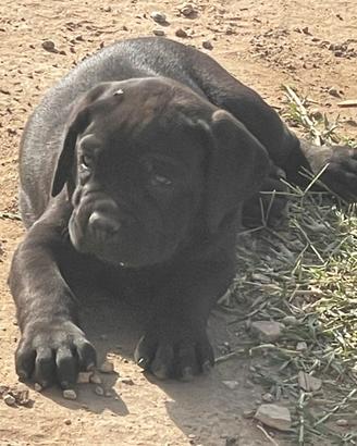 Cuccioli di cane corso
