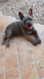 Bulldog francese Total blue