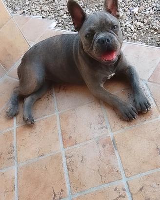 Bulldog francese Total blue
