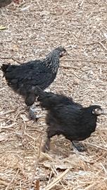Marans Galli galline dalle uova cioccolato