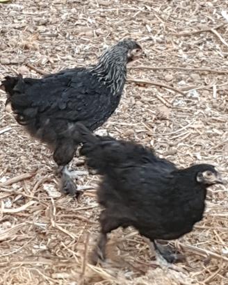 Marans Galli galline dalle uova cioccolato
