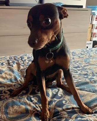 Pincher