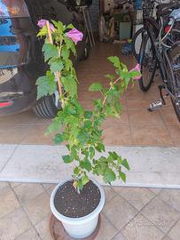 hybiscus syriacus violaceo con fondo scuro 