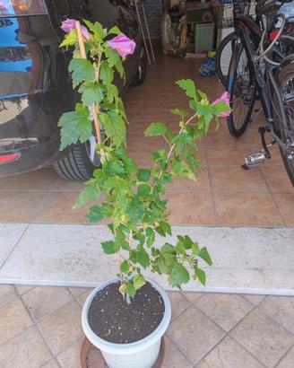 hybiscus syriacus violaceo con fondo scuro 