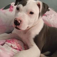 Cuccioli di Pitbull BluNose