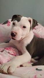 Cuccioli di Pitbull BluNose