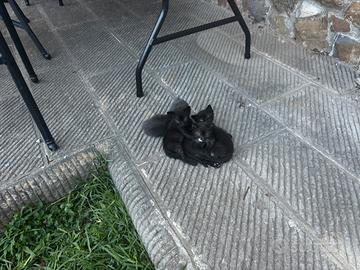 Gattini da adottare