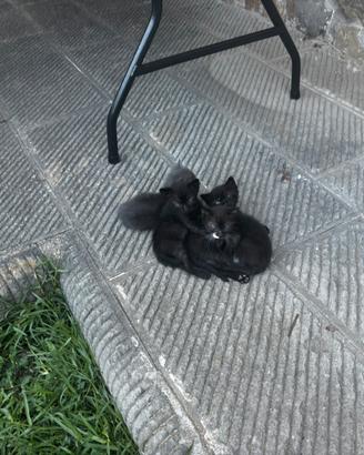 Gattini da adottare