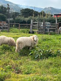 Agnello incrocio ile de france