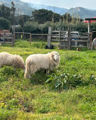 Agnello incrocio ile de france