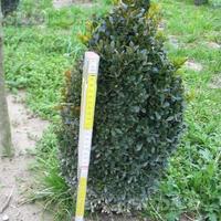 Buxus per bordure