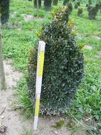 Buxus per bordure