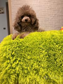 Barboncino silver Toy con pedigree