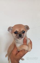 Chihuahua femmine