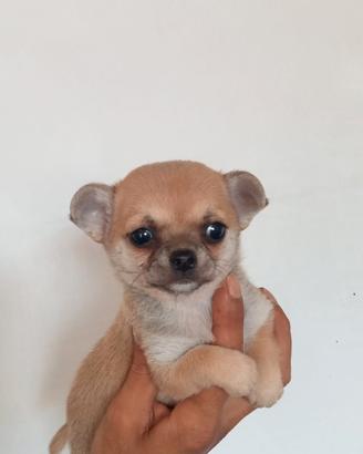Chihuahua femmine