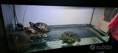 Tartarughe