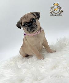 Simpaticissima femminuccia carlino