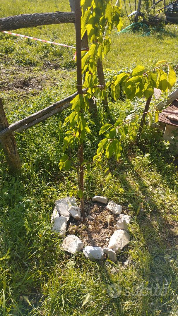 Terreno agricolo - Vista 2