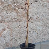 Pianta di giuggiolo