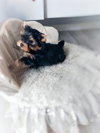 Yorkshire terrier