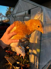 Pulcino 3 mesi brahma