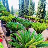 Cycas