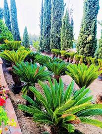 Cycas