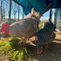 Galline Amrock