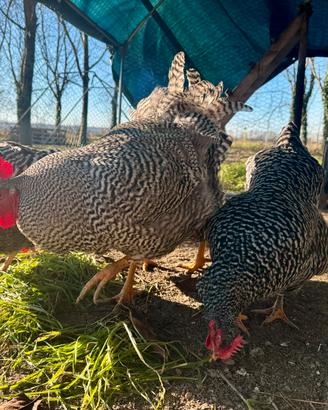 Galline Amrock