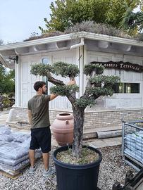 Pianta olivo leccino bonsai eta 35 anni 200/220 cm