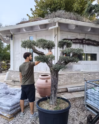 Pianta olivo leccino bonsai eta 35 anni 200/220 cm