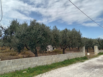 Vendita terreno uliveto