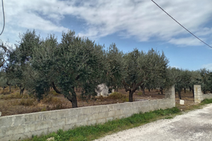 Vendita terreno uliveto