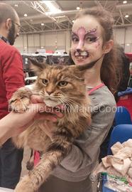 MAINE COON gattini nati e cresciuti in famiglia