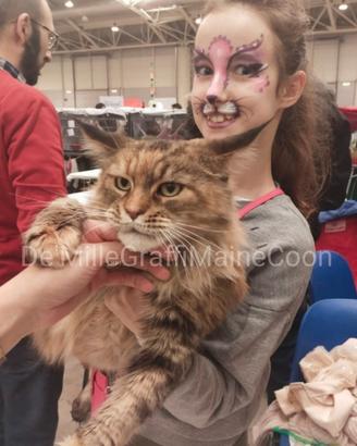 MAINE COON gattini nati e cresciuti in famiglia