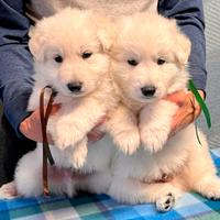 Cuccioli Pastore Svizzero Bianco