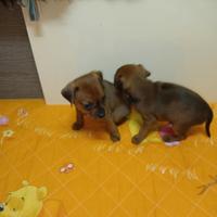 Cucciolo di pinscher toy