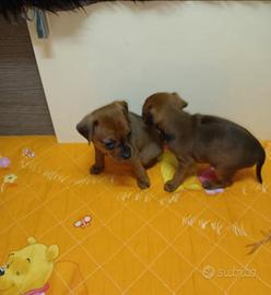 Cucciolo di pinscher toy