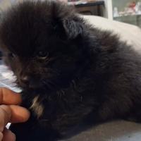 Spiz di Pomerania mini mini Toy di tre mesi