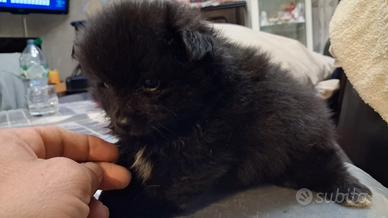 Spiz di Pomerania mini mini Toy di tre mesi