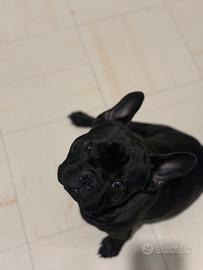 Bouledog francese