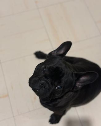 Bouledog francese
